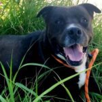 Shelter Pet Spotlight: Bhodi