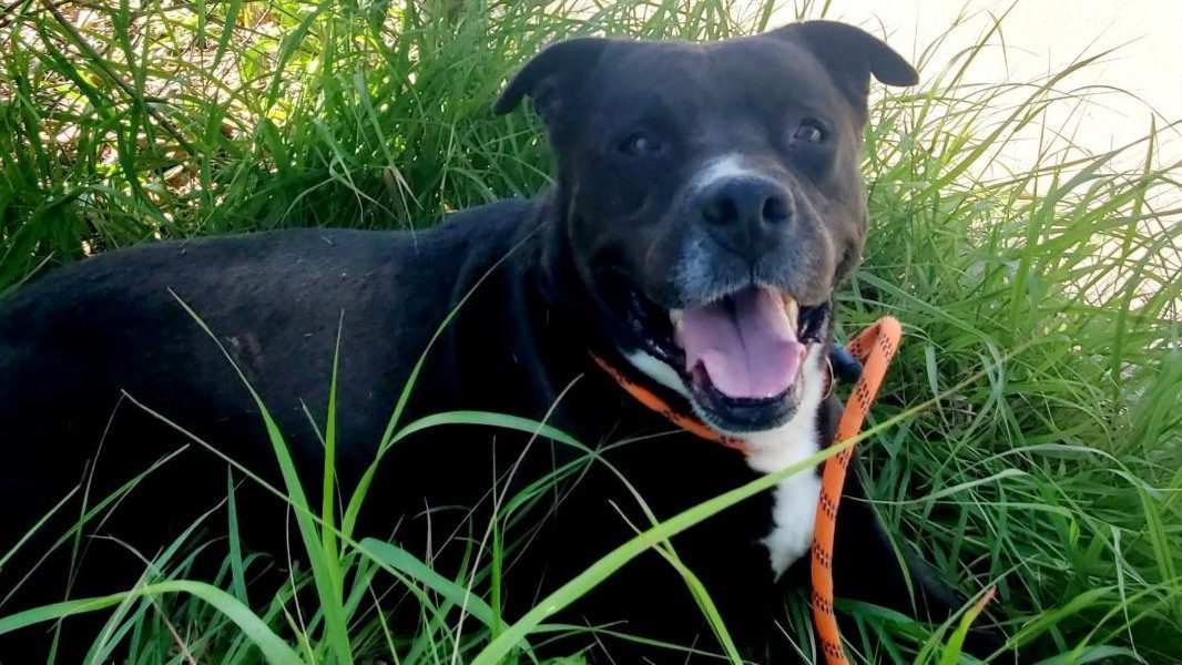 Black dog laying in long grass.