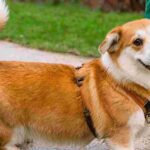 Understanding Pet Body Language: What Your Pet is Trying to Tell You