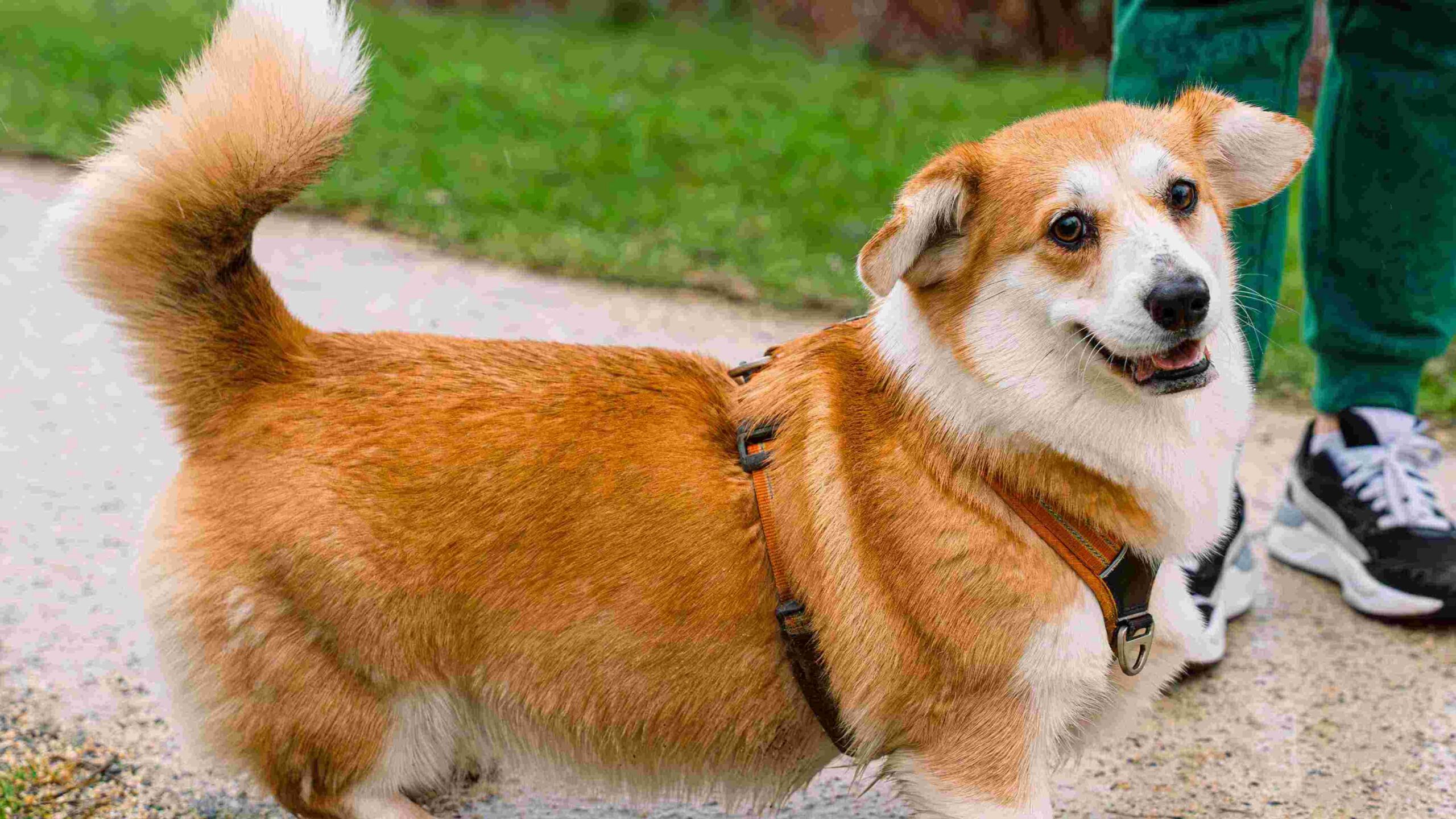 Corgi with its tail up.