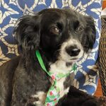 Scamp Club: Timmy