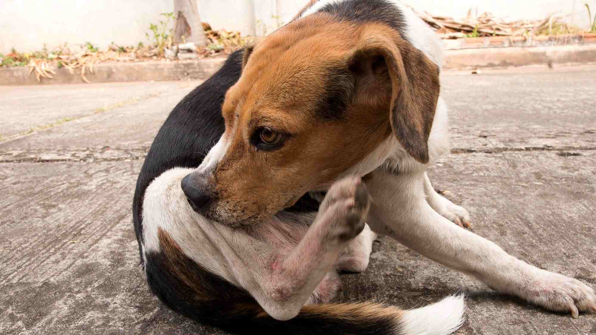 Dog scratching at ticks on back