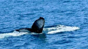 Humpback whale lifting tail