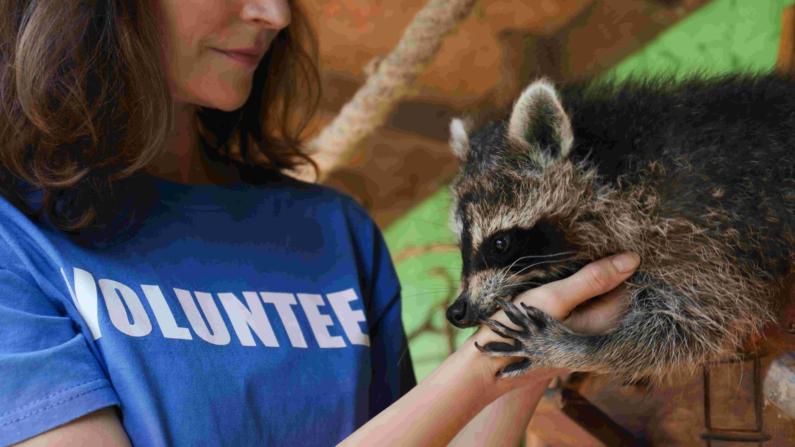 Female volunteer with racoon