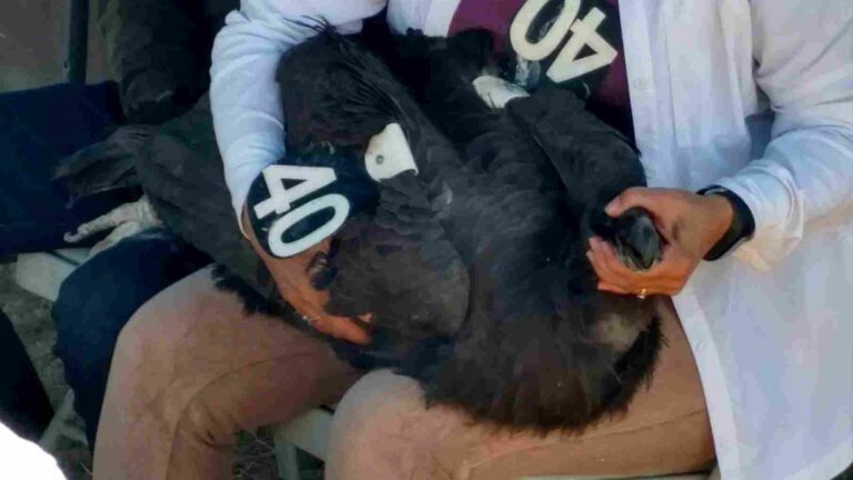 Free lecture – “Saving the California Condor”