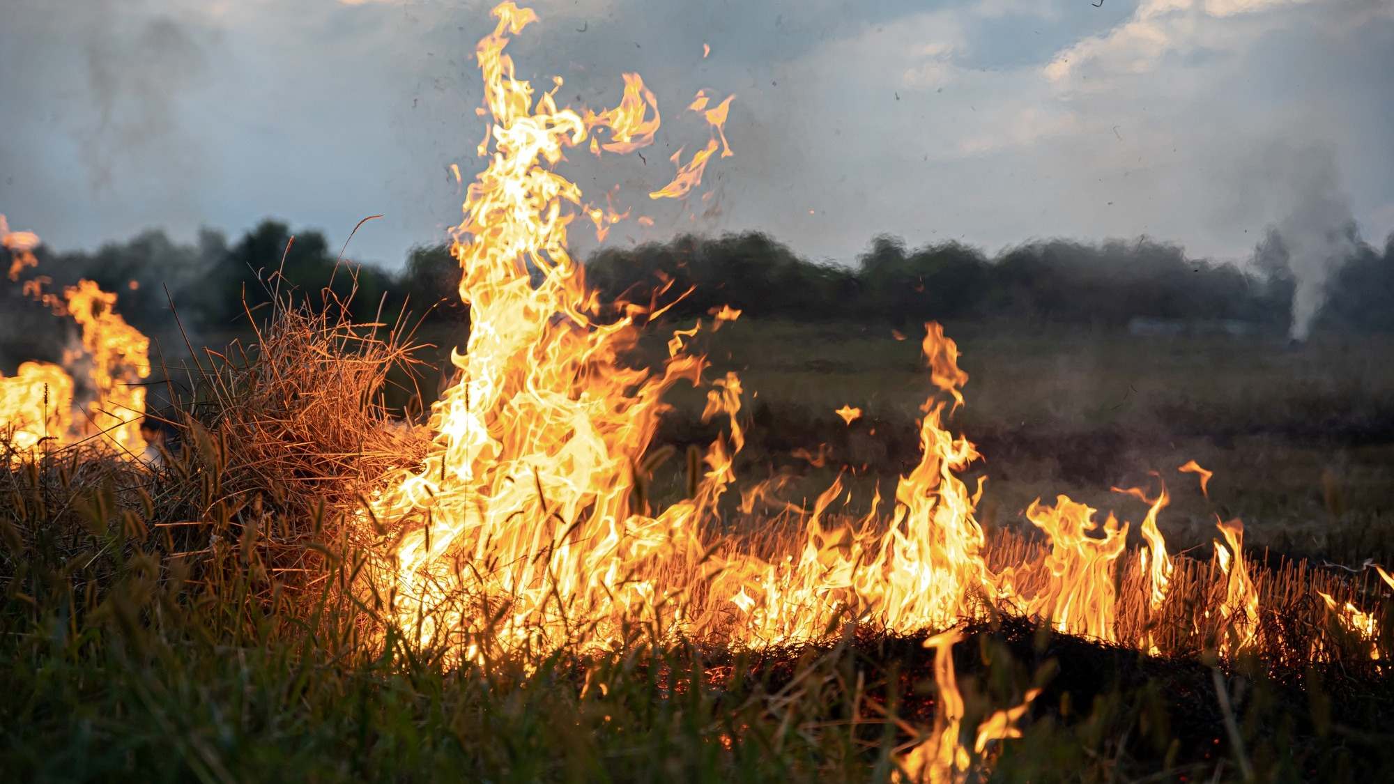 Wildfire flames.