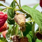 Billions in Crops, Vanishing Farm Returns