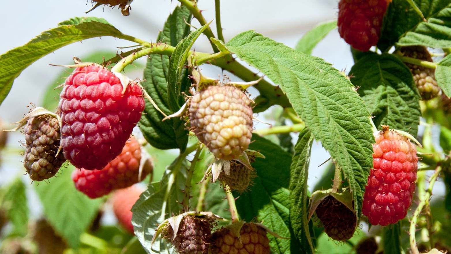 Raspberries