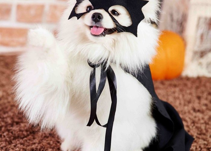 Pets_Dog_Halloween_Costume